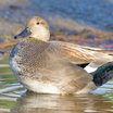 Gadwall